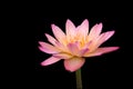 Tropical water lily isolated on black Royalty Free Stock Photo