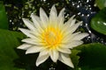 Tropical water-lily