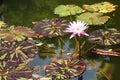 Tropical Water Lily Royalty Free Stock Photo