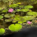 Tropical water pond with water lillies in a botanical garden