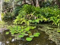 Tropical water pond with water lillies in a botanical garden Royalty Free Stock Photo