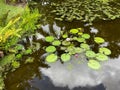 Tropical water pond with water lillies in a botanical garden Royalty Free Stock Photo
