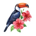 Tropical watercolor bird. Toucan, flowers and leaves. Exotic bird isolated on white background. Botanical illustration Royalty Free Stock Photo