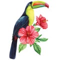 Tropical watercolor bird. Toucan, flowers and leaves. Exotic bird isolated on white background. Botanical illustration Royalty Free Stock Photo