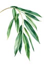 Tropical watercolor ficus leaves, jungle flora