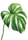 Tropical watercolor palm leaf. Monstera exotic green plant isolated on white background. Watercolor flora illustration Royalty Free Stock Photo