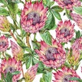 Tropical watercolor seamless pattern of protea flowers. Exotic pink bouquet, twigs and leaves