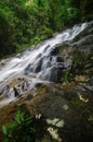 tropical waterfall in lush surrounded by green forest