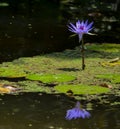 Tropical Waterlilies at Mckee Botanical Garden in Vero Beach, Indian River County, Florida USA