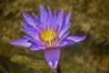 Tropical Waterlilies at Mckee Botanical Garden in Vero Beach, Indian River County, Florida USA