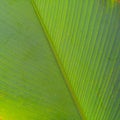 Tropical waxy green leaves.