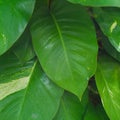 Tropical waxy green leaves.