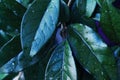 Tropical waxy liana leaves close up