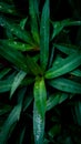 Tropical weed in a dark place Royalty Free Stock Photo