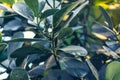 Tropical green leaves background with water droplets, fern, palm, floral jungle pattern concept background, close up Royalty Free Stock Photo