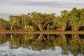 Tropical wetland with paperbark Melaleuca reflected in water, Darwin, Australia Royalty Free Stock Photo