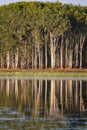 Tropical wetland with paperbark Melaleuca reflected in water, Darwin, Australia Royalty Free Stock Photo