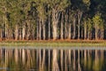 Tropical wetland with paperbark Melaleuca reflected in water, Darwin, Australia Royalty Free Stock Photo