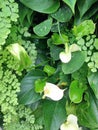 Tropical white Anthurium flowers Royalty Free Stock Photo