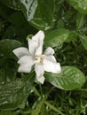 Tropical white Cape Jasmine flower after the rain Royalty Free Stock Photo