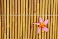 Tropical white frangipani on bamboo