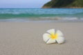 Tropical White Frangipani on beach Royalty Free Stock Photo