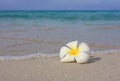 Tropical White Frangipani on beach Royalty Free Stock Photo