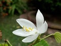 Tropical White Giloy Flower Beautiful Augmenting Garden Value