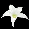 Tropical white ivy gourd flower isolated on black background with clipping path. Floral object elements for design. Royalty Free Stock Photo