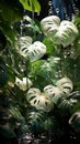 Tropical white monstera leaves under raindrops, nature dark green night background Royalty Free Stock Photo