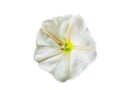Tropical white morning-glory flower on white background.