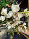Tropical White Orchids. Photo Art.