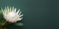 tropical white protea flower on a dark green background