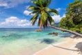 Beautiful beach with palms and tropical sea in Jamaica island. Royalty Free Stock Photo