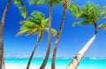 Tropical white sand beach with coconut palm trees and turquoise blue water in Punta Cana, Dominican Republic Royalty Free Stock Photo