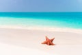 Tropical white sand with red starfish in clear water Royalty Free Stock Photo