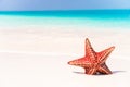 Tropical white sand with red starfish in clear water Royalty Free Stock Photo