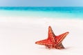 Tropical white sand with red starfish in clear water Royalty Free Stock Photo