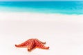 Tropical white sand with red starfish in clear water Royalty Free Stock Photo