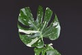 Tropical white sprinkled leaf of rare variegated exotic `Monstera Deliciosa Thai Constellation` house plant on black backgrou Royalty Free Stock Photo