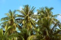 Tropical wiev with palm tree