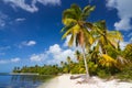 Tropical wild beach with white sand and palm trees Royalty Free Stock Photo