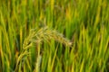 Tropical wild cereal meadow