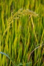 Tropical wild cereal meadow under warm sunlight