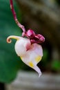 Tropical wild close flower