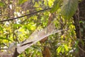 Tropical wild nature of amazon jungle with its green habitat in Leticia, Colombia Royalty Free Stock Photo