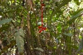 Tropical wild nature of amazon jungle with its green habitat in Leticia, Colombia Royalty Free Stock Photo