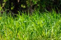 Tropical wild nature of amazon jungle with its green habitat in Leticia, Colombia Royalty Free Stock Photo