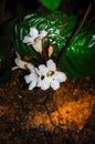 Tropical wild white flower Dicots Royalty Free Stock Photo