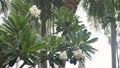 Tropical rain drops falling on frangipani flower and palm tree in island Koh Samui Royalty Free Stock Photo